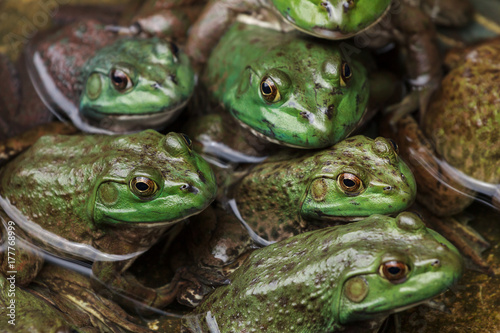 Close on group of frogs in water