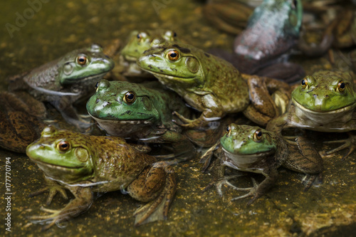Group of frogs in a pond
