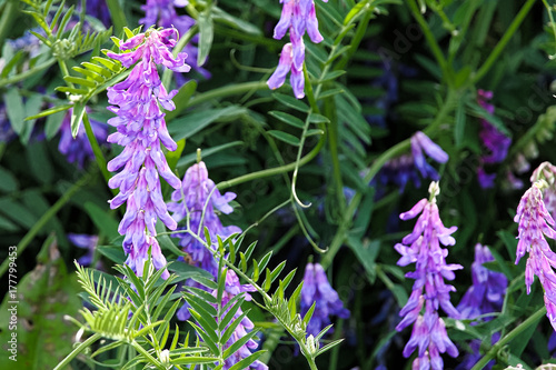 The tufted vetch weed flowers against a dark background