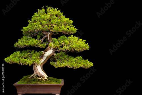 Traditional japanese bonsai miniature tree in a ceramic pot isolated on a black background.