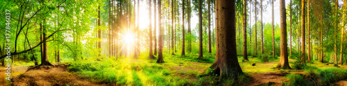 Beautiful forest panorama with big trees and bright sun