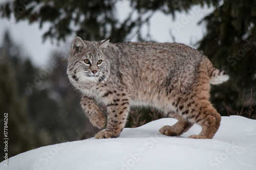 Bobcat