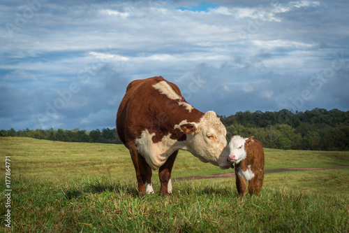 Hereford Mama Cow and Baby Calf heifer bull white face
