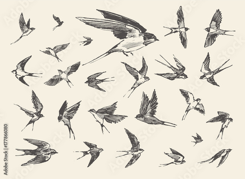 flock birds flying swallows drawn vector sketch