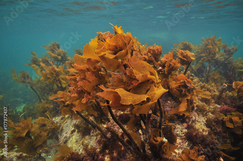 Bright brown stalked kelp Ecklonia radiata growing on rocks right under ocean surface.