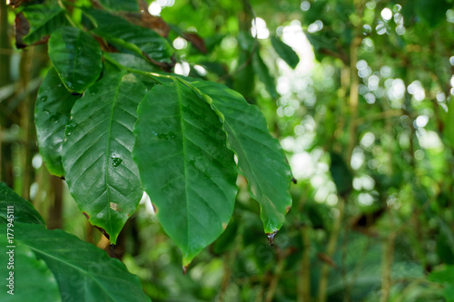 Leaves of a Coffee Palant