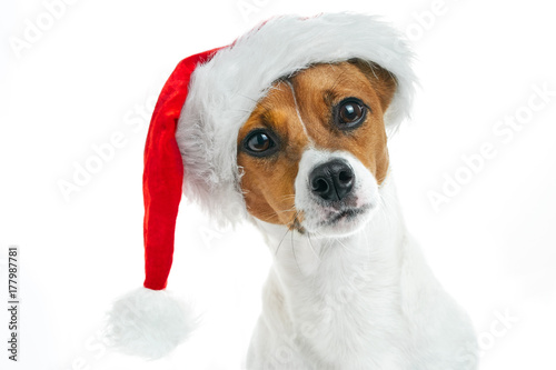 Christmas card. Portrait of a Jack Russell breed dog with a red Santa hat on a white background. Background for your text and design. 