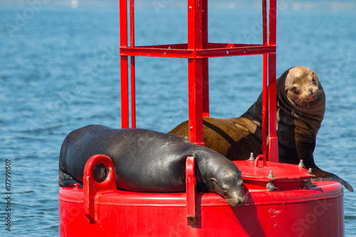 Sea Lions on the Columbia River