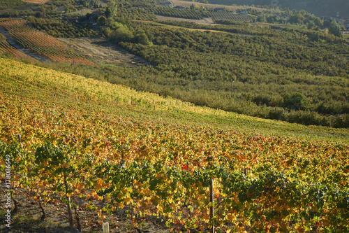 Langhe hills near Diano d'Alba