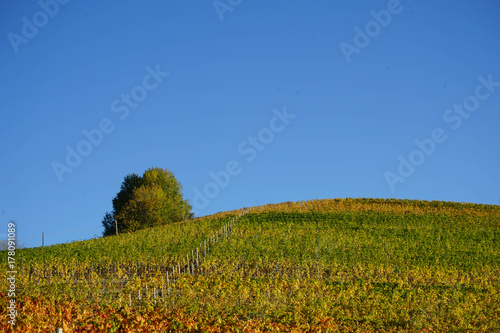 Langhe hills near Diano d'Alba