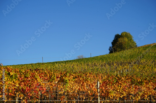 Langhe hills near Diano d'Alba