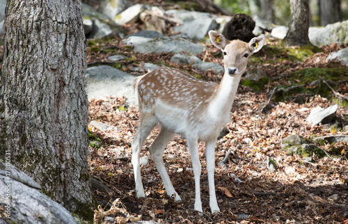 doe / Biche at omega park in Montebello