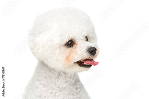 beautiful bichon frisee dog