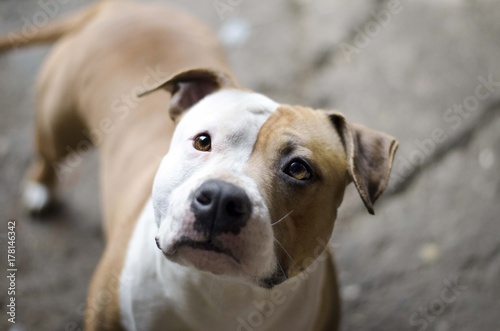 american staffordshire terrier dog