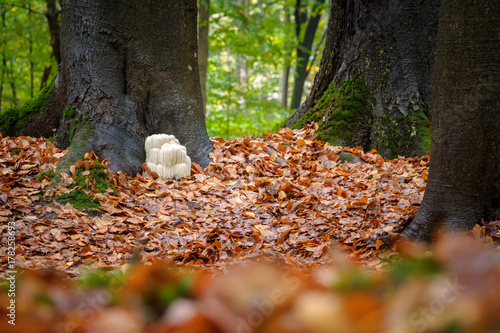 Rare Lion's mane mushroom in a Dutch forest