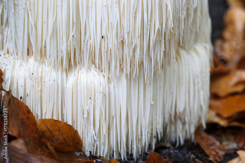 Rare Lion's mane mushroom in a Dutch forest
