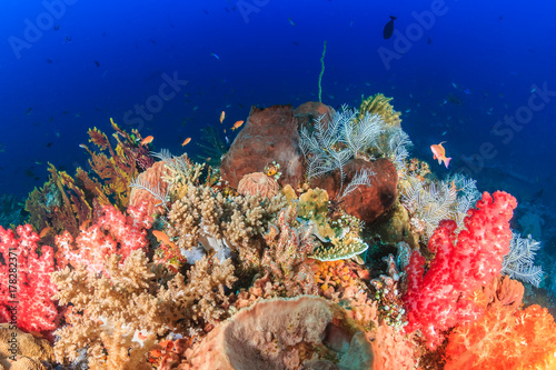 Brightly colored soft corals on a healthy tropical coral reef