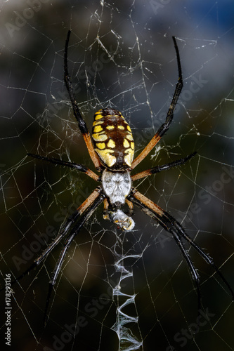 Large Black and Yellow Argiope Orb Weaver Spider (Argiope aurantia)
