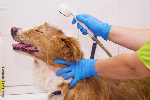 bathing the dog in the barber shop