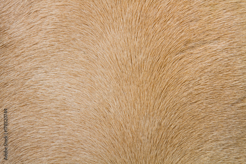 close up horse skin or fur concept for background