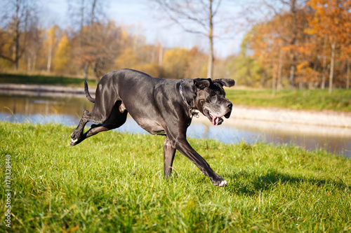 Black great dane dog