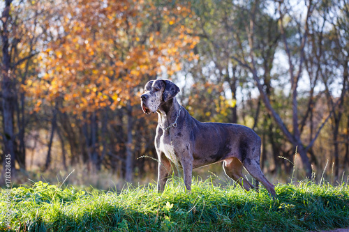 Merle great dane dog