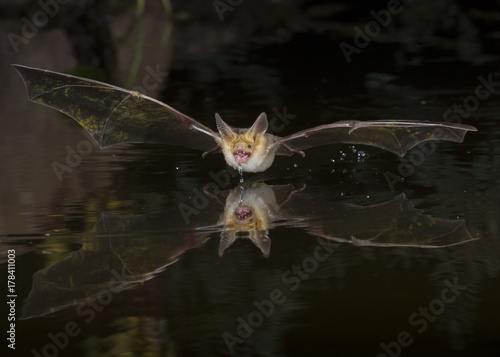 Pallid Bat