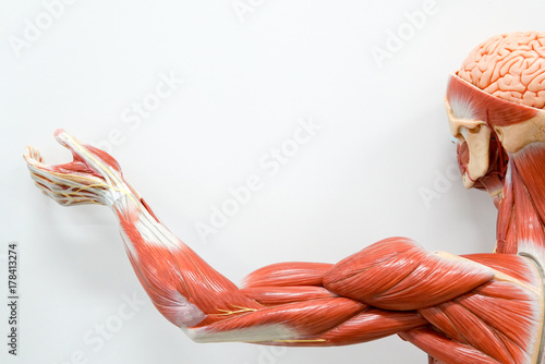 Human hands muscle