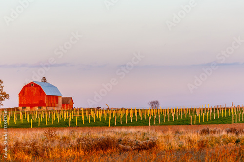 Wisconsin red barn next to a field of ginseng