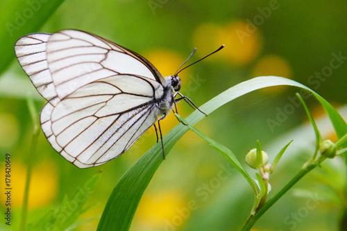 White butterfly Aporia crataegi. Aporia crataegi, the black-veined white, is a large butterfly of the family Pieridae.