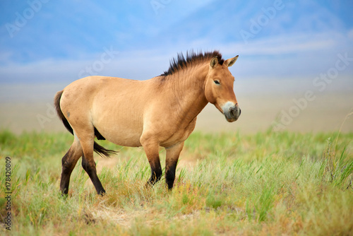 Przewalski horses in the Altyn Emel National Park in Kazakhstan. The Przewalski's horse or Dzungarian horse, is a rare and endangered subspecies of wild horse native to the steppes of central Asia. T