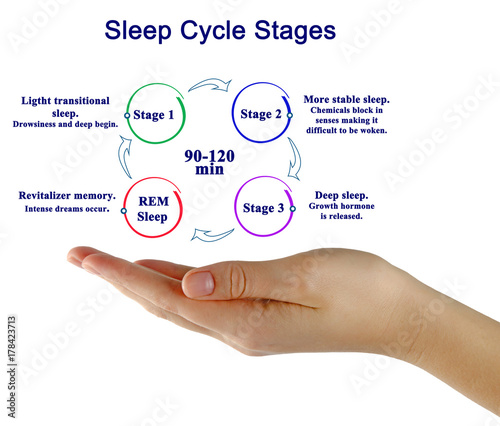 woman presenting Sleep Cycle Stages