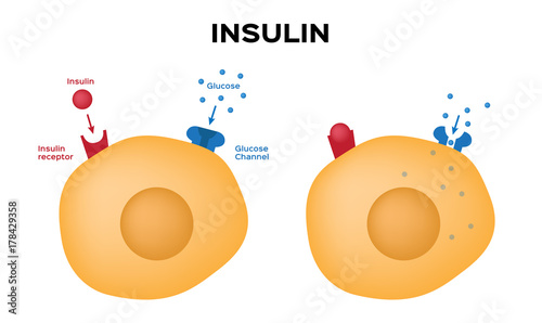 Insulin unlocks the cell's glucose channel