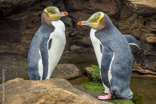 Tow Yellow Eyed Penguins are in the wild. New Zealand native penguin.