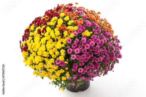 Chrysanthemen