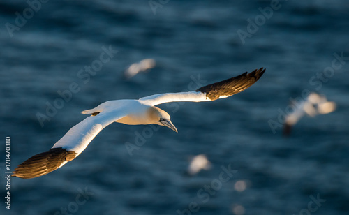 Northern Gannets