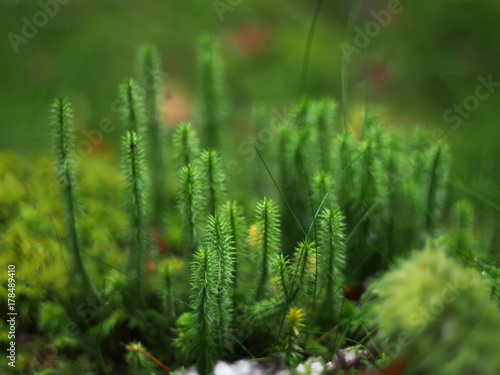 Lycopodium in the forest
