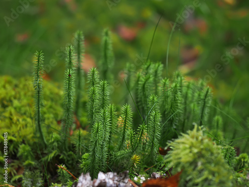 Lycopodium in the forest