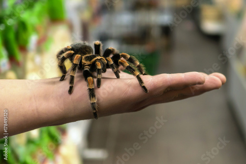 big spider tarantula sits crawling on the man's arm