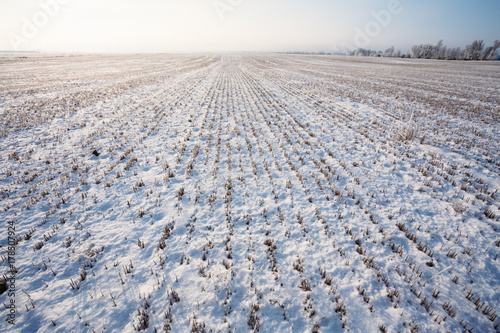Winter field covered with snow