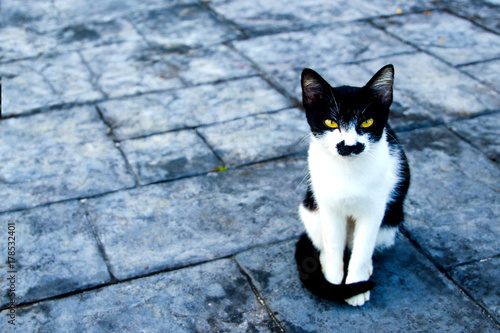 Cat with black mustache.