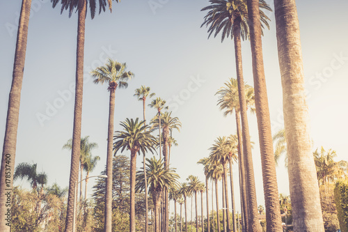 Palms of Beverly Hills