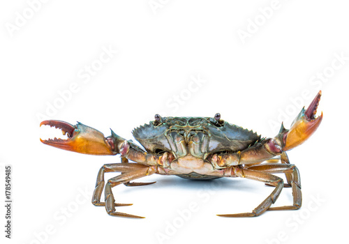 Scylla serrata. Mud crab isolated on white background. Raw materials for seafood restaurant concept. Live giant mud crab with big claw. Alive mud crab. Crustacean shellfish food allergen concept.