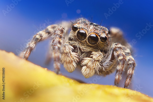 Jumping spider close up. Macro photography. Portrait of spider 