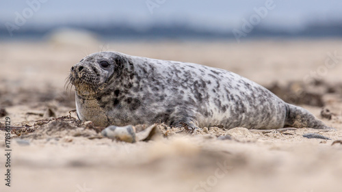 Common seal sideview