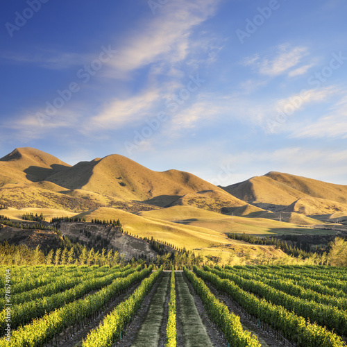 Vineyard in Canterbury, New Zealand