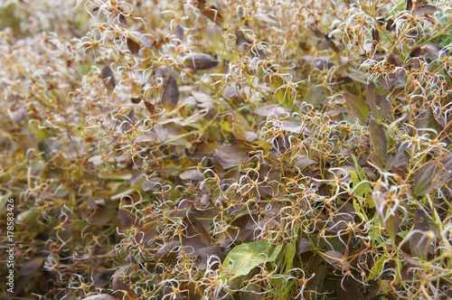 Clematis recta purpurea many brown and green plant