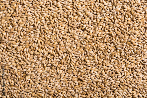 Texture of malt pilsner