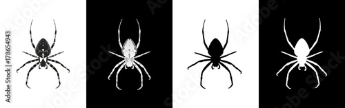 Set of spider insect vector illustration