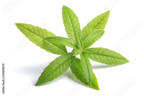 Lemon Verbena (beebrush)